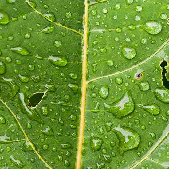 
For many years we noticed the tiny holes in the leaves of different garden plants before we actually went investigating. We were continually frustrated at seeing only the holes, but not actually seeing the bugs.
